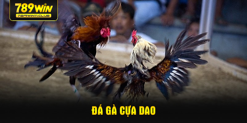da-ga-cua-dao